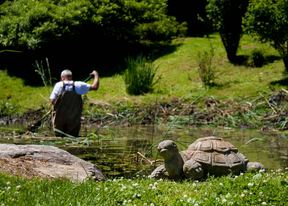 Volunteering at Tarrywile Park man in waders raking out weeds from pond